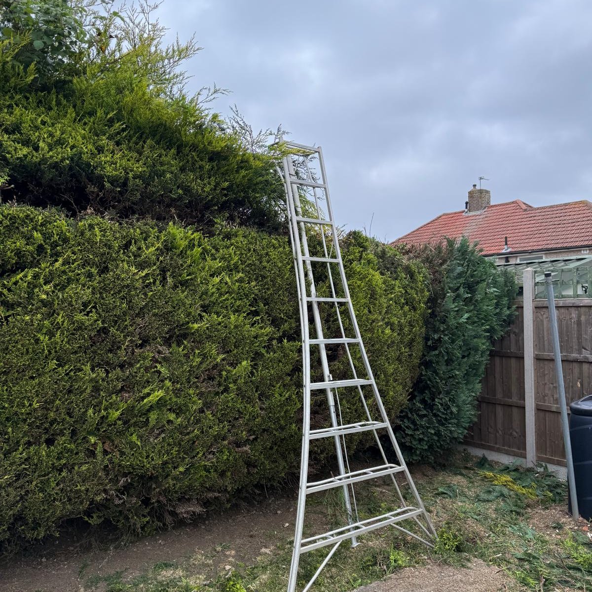 Before hedge Hedge before trimming