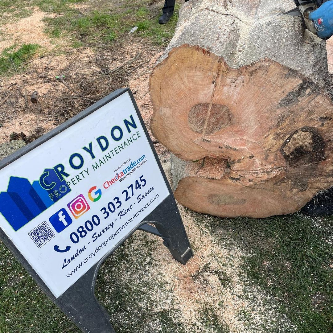 Cut down tree Cut down tree